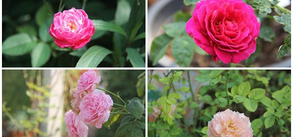 main_rose
