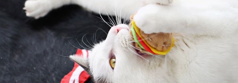 cat_toy9