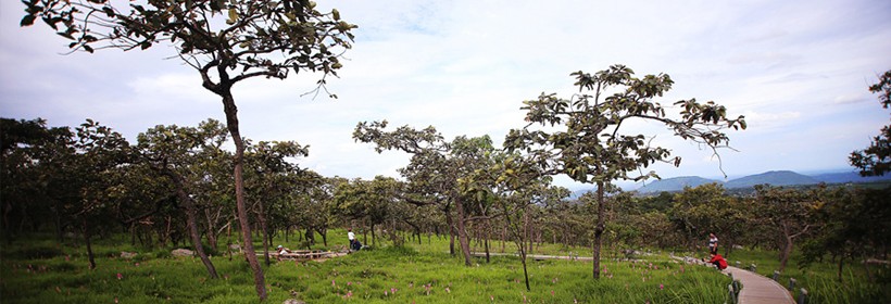 krajiaoflowerfieldpahinngam