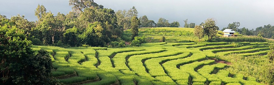 papongpieng (7)