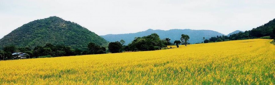 ทุ่งปอเทือง ลำพยนต์ นครสวรรค์