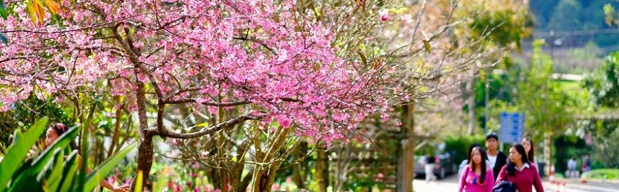 โครงการหลวงสวนเกษตรดอยอ่างขาง (6)