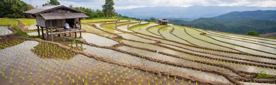 Chiang Mai (9)