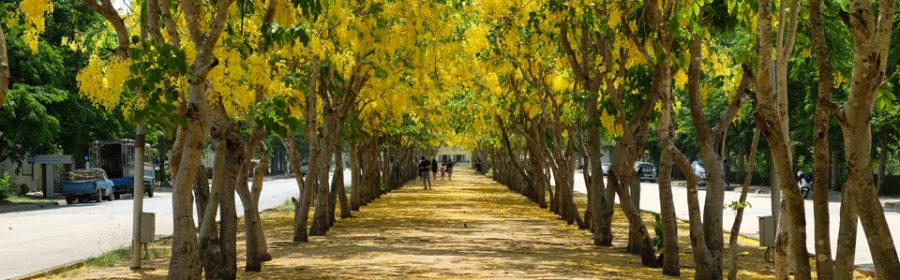 Golden-shower-tree