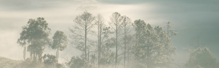 Fog in the rain (2)