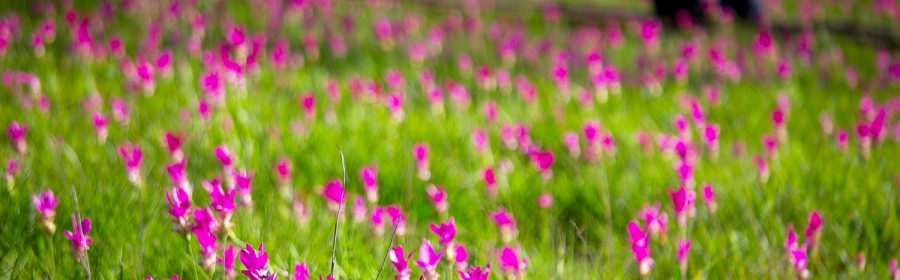 chaiyaphum-(13)