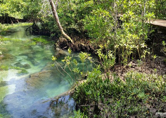 เที่ยวป่าพรุ ท่าปอมคลองสองน้ำ