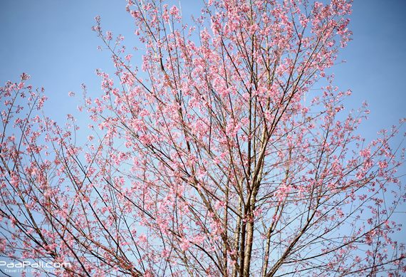 เที่ยว “ภูลมโล” ชมซากุระสัมผัสอากาศหนาว