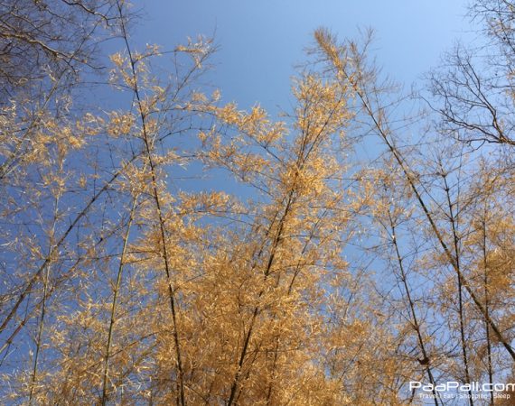 หนาวสุดท้ายที่ภูกระดึง‬