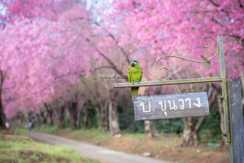 ล่าดอกนางพญาเสือโคร่ง ขุนวาง-ดอยอินทนนท์-ดอยหลวงเชียงดาว-ม่อนสน