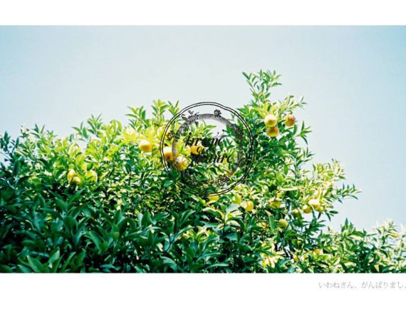 ชวนนั่งชิลล์ด้วยกันที่ “Iwane goes Nature” คาเฟ่แนวญี่ปุ่น