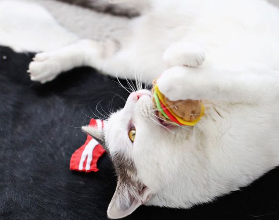 ของเล่นแมว "Junk Food" สุดน่ารัก ทำเองก็ได้ ง่ายจัง