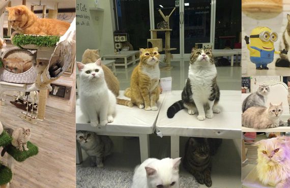 เส้นทางไหว้พระ 9 วัดมหามงคลเมืองเชียงใหม่