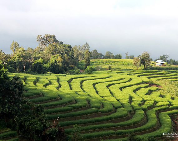 Slow but Fast ที่ป่าบงเปียง