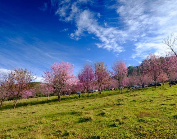 “ภูลมโล 2559”  เมื่อขุนเขากลายเป็นสีชมพู