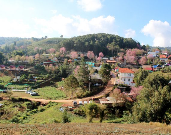 ภูลมโล 2560 ดอกนางพญาเสือโคร่งบานสะพรั่งวาเลนไทน์