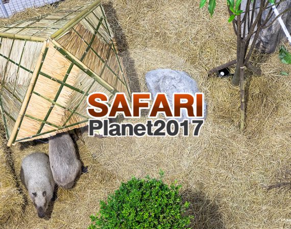 "เซ็นทรัล" จัดให้ยกซาฟารี มาไว้กลางห้าง ในงาน Safari Planet 2017 สัตว์หายากเพียบ!!