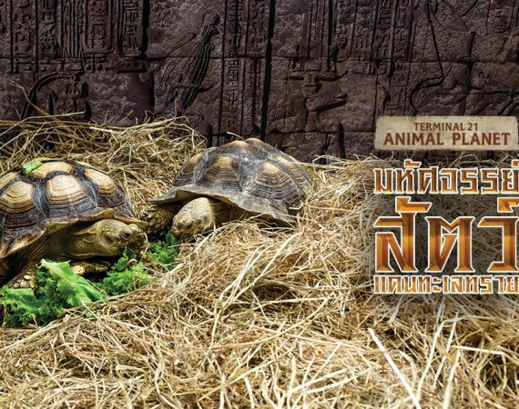 เดินชิลล์ชมสัตว์ทะเลทราย @ Terminal21 Korat