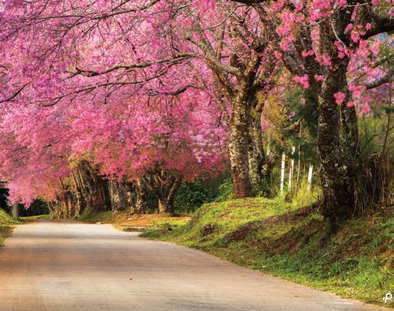 รอวันนั้น วันที่ซากุระเบิกบานที่ "ขุนวาง"