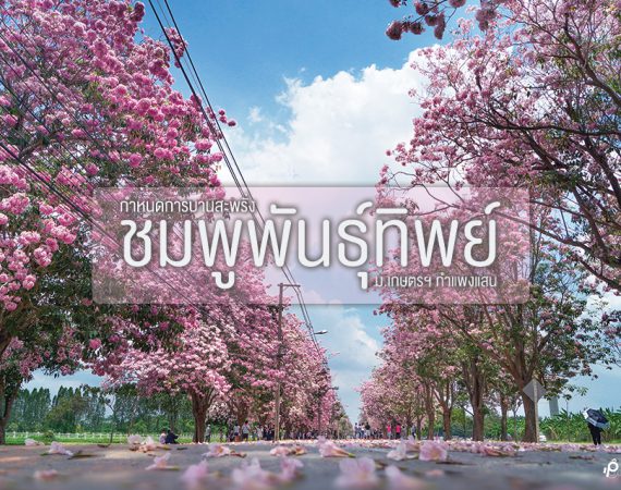 ถนนสีชมพู "ดอกชมพูพันธุ์ทิพย์" จะบานแล้วนะ @ ม.เกษตรศาตร์ กำแพงแสน