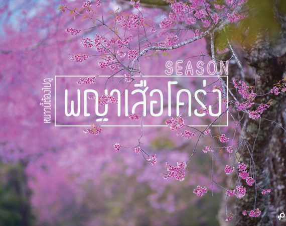 ฤดูกาลดอกไม้ของ "ดอกพญาเสือโคร่ง" หนาวนี้ต้องไปดู