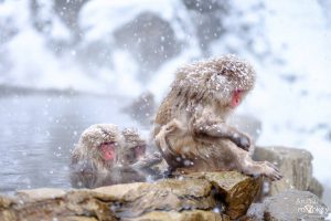 พาไป "Snow Monkey Park" ดูลิงหิมะแช่ออนเซ็น