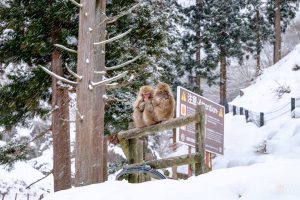 พาไป "Snow Monkey Park" ดูลิงหิมะแช่ออนเซ็น