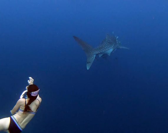 รีวิว "เกาะร้านเป็ด เกาะร้านไก่ จ.ชุมพร" ชมฉลามวาฬพระเอกของที่น้อยคนที่จะได้ไปสัมผัส