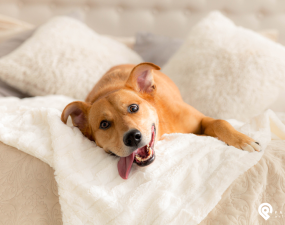 รวมที่พักทั่วไทย หมาแมวพักได้ นอนสบาย บรรยากาศดี