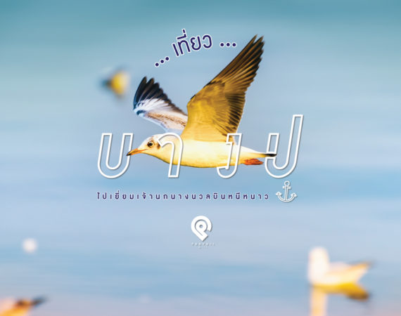 One Day Trip “เที่ยวบางปู” ไปเยี่ยมเจ้านกนางนวลบินหนีหนาว