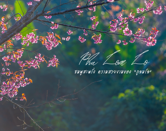 ซากุระเมืองไทย เบิกบานทั่วหุบเขา ณ "ภูลมโล"