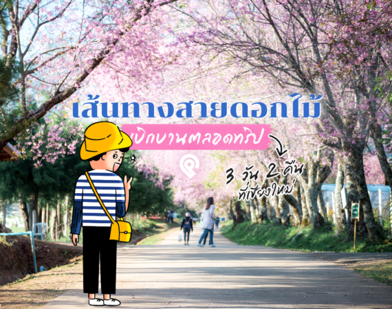 เส้นทางสายดอกไม้ เชียงใหม่ 3 วัน 2 คืน