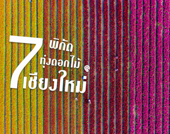 พาไปชิล 7 พิกัดถ่ายรูป ทุ่งดอกไม้ @ เชียงใหม่