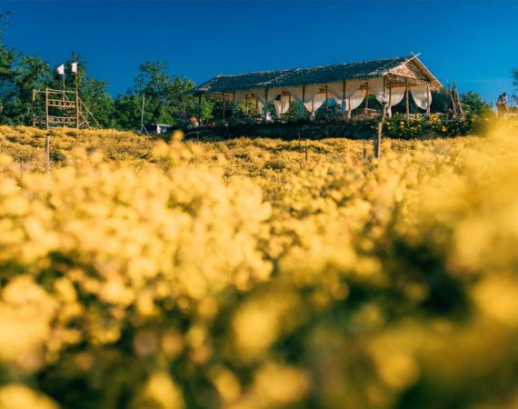 ถ่ายมุมไหนก็สวย  "Lover Flower Farm" ทุ่งดอกเก๊กฮวยเปิดใหม่