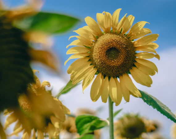 ทุ่งทานตะวันไร่มณีศร เขาใหญ่ 2566 อวดโฉมบานสะพรั่ง สุดอลังการบานสะพรั่งทอดยาวไปจนสุดภูเขา